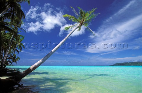 Palm tree leaning out over sea French Polynesia
