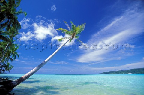 Palm Tree over sandy beach  Tahiti Polynesia