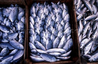 Fish - Bodrum Market Turkey - Travel