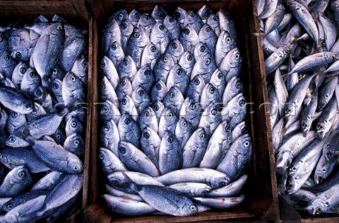 Fish  Bodrum Market Turkey  Travel
