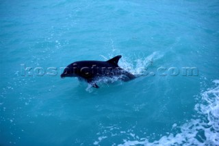 Dolphin leaping through water