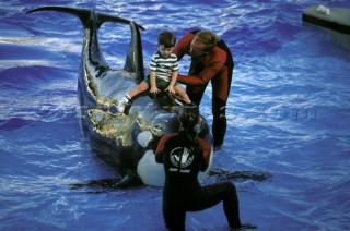 Killer whale in captivity