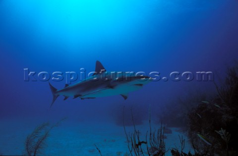 Reef Shark Nassau Bahamas