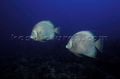 Grey Angelfish  Underwater Grand Cayman W Indies