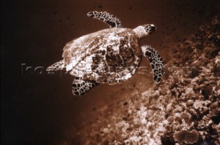 Turtle Swimming Deep