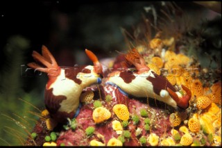 2 colourful sea slugs