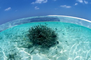 Idyllic blue paradise water level picture on the surface showing coral, fish and a sandy beach and sky  Idyllic blue paradise water level picture on the surface showing coral, fish and a sandy beach and sky