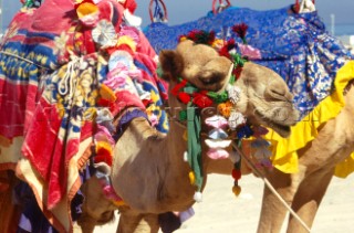 Camels and saddles, Dubai - United Arab Emirates.