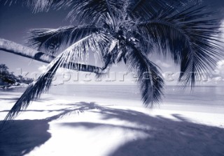 Palm tree on sandy beach