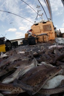 Fish from days catch lying on deck of trawler fishing boat