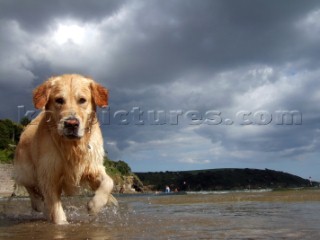 Dog playing in the sea water on a sandy beach