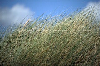 Detail of grass on sand dunes, Bantham, Devon