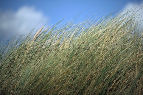 Detail of grass on sand dunes Bantham Devon