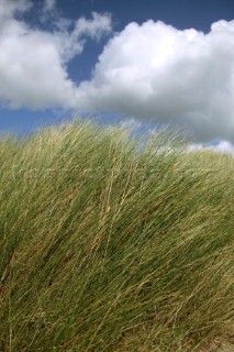 Detail of grass in sand dunes under blue sky with clouds