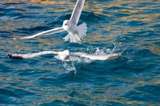 A pair of seagulls skim the waves looking for food
