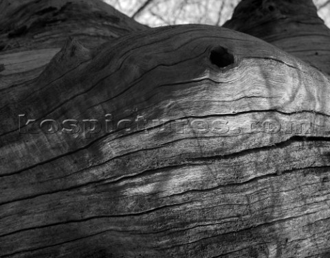Tree detail alluding to the female form in the New Forest