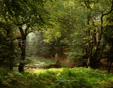 Autumn scene with cathedral lighting in Mark Ash wood in the New Forest