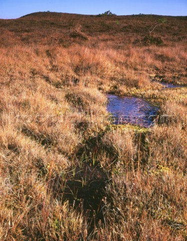 Warm sun illuminates the heathland and water pool in the bog at Strodgemoor bottom in the New Forest