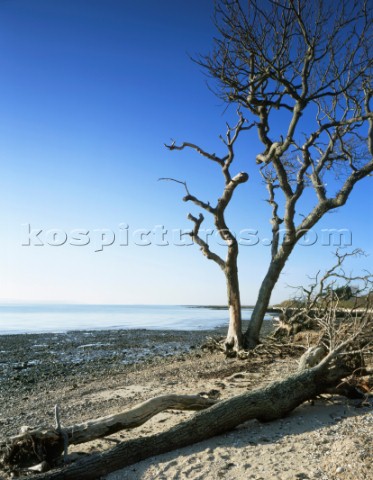 A lonely oak stands isolated awaiting its fate from coastal erosion along the North Solent shore  Cl