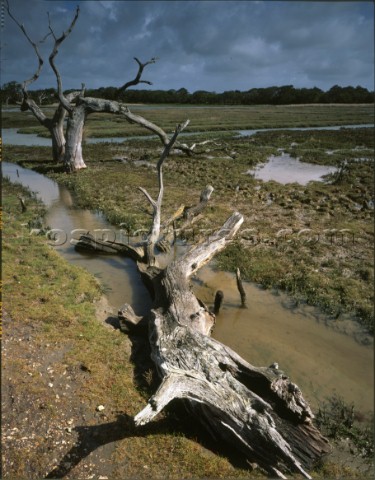 Weathered and deceased oaks at the edges of Sowley Marsh on the North shore of the Solentmarsh weath