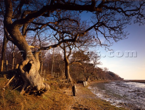 Warm winter sunlight on oak trees along North Solent shore Ice is left on the right hand side after 