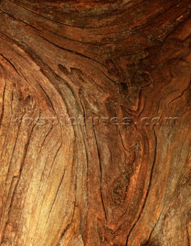 Detail of overturned oak tree in the New Forest Contours form a shape resembling a  heart