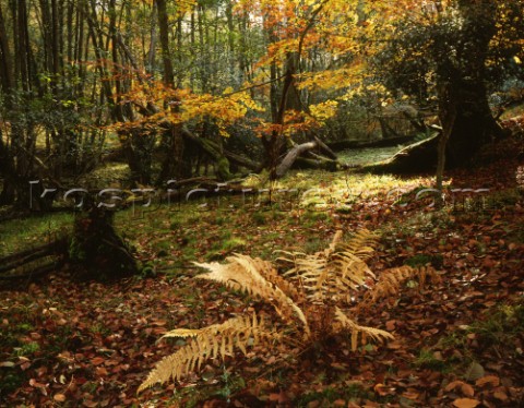 Autumn scene in Mark Ash wood in the New Forest