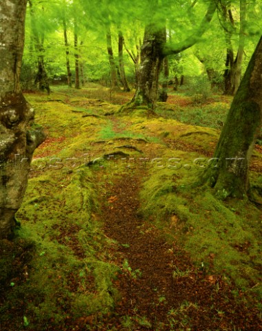 A path winds its way through a beech wood in the New Forest Rain soaked ground and trees and a stron