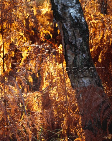Strong backlighting of the wet bracken makes them appear to change to gold from the more normal Autu