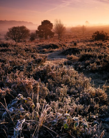 A frosty autumn dawn at Longslade bottom in the New Forest The low sun is backlighting the trees wit