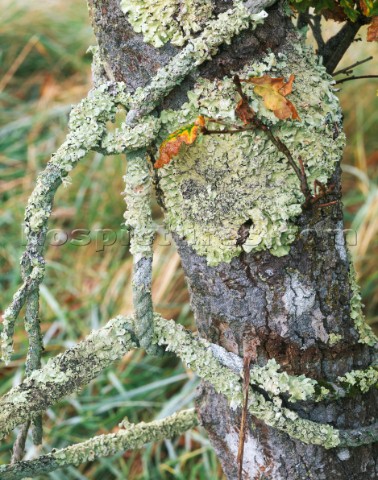 This natural fibre rope was tied around an oak to prevent access to the bank of the Beaulieu River T