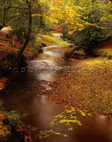 A picturesque New Forest autumn scene as Highland Water meanders through the image This river has hi