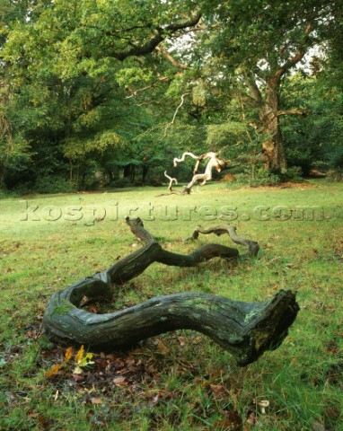 The fallen oak branch fills the foreground of the small glade in the New Forest in early Autumn with