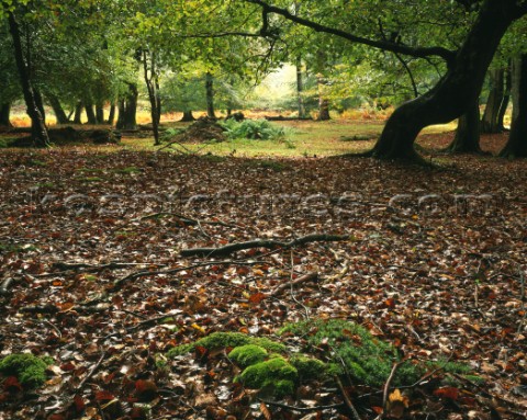 View across the ground of the New Forest at Mark Ash Wood Early Autumn colour in the foliage