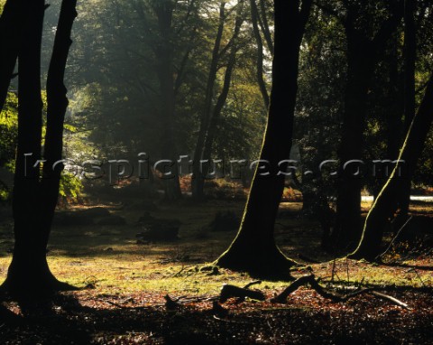 Autumn sun streams through the canopy at Mark Ash Wood in the New Forest to back light these ancient