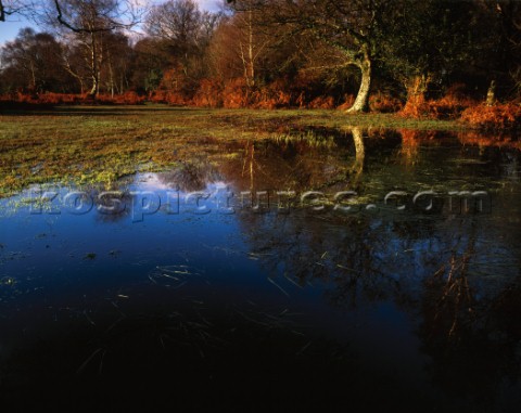Flood pool in Autumn at Ober Corner in the New Forest