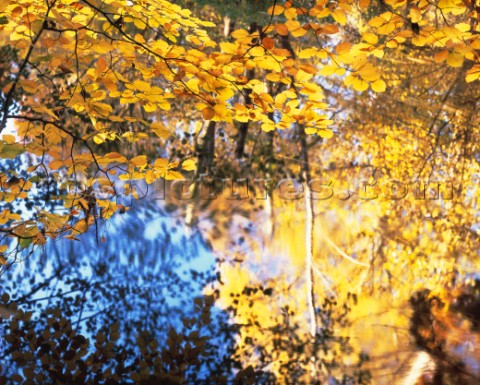 Autumn scene in a wood on the banks of the Lymington River in the New Forest