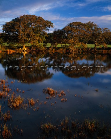 Warm dawn light enhances the Autumn colours of this scene in the New Forest