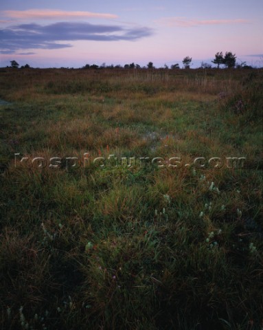 A soft pool of early morning light illuminates these plants in a boggy area of Hatchet Moor in the N