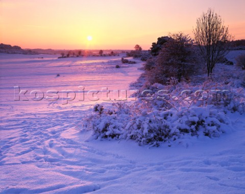 Sunrise after a heavy snowfall in the New Forest The tracks in the foreground were made by late nigh