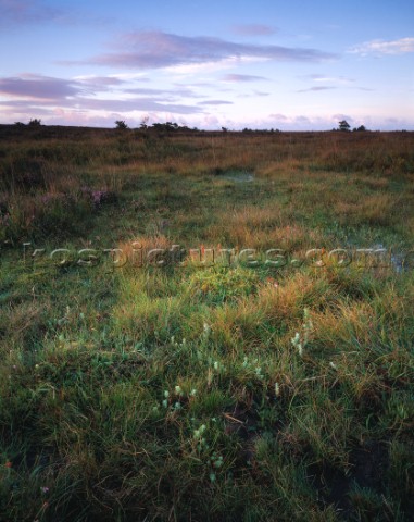 A soft pool of early morning light illuminates these plants in a boggy area of Hatchet Moor in the N