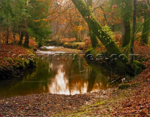 A scene of soft light and Autumn colours in this tranquil part of the New Forest A long exposure rev