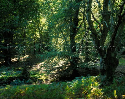 Early Autumn scene with early afternoon lighting in Mark Ash wood in the New Forest The bracken and 