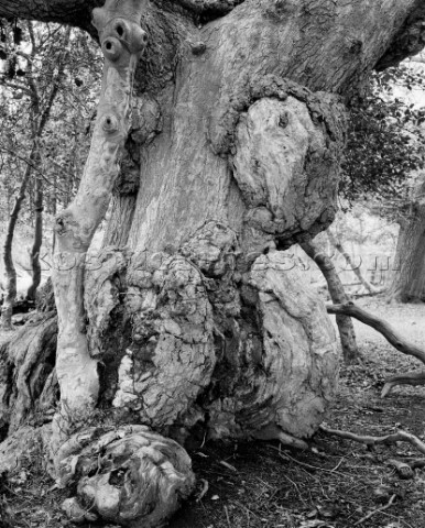 An extremely old oak tree near Ober corner in the New Forest The adjacent Holly tree has almost beco