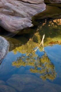 Reflection of a tree in the water of a stream