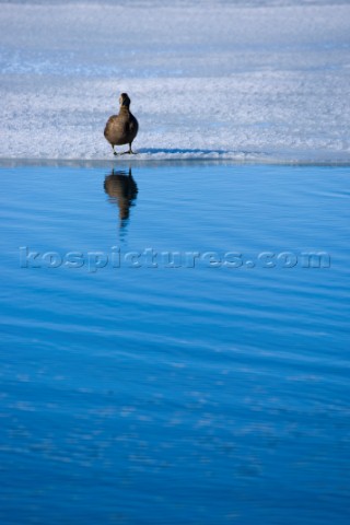 A bird standing on the ice at the waters edge Iceland