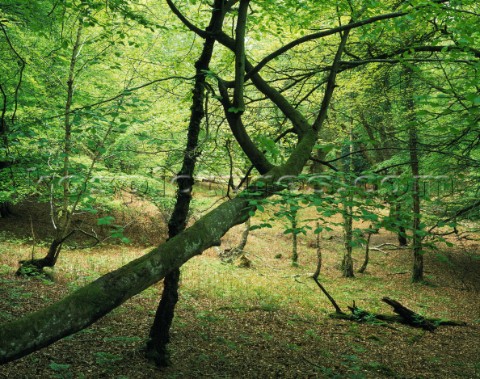 Obliquely growing boughs of a beech tree in the New Forest Limited Edition prints available
