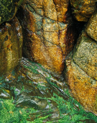 Study of wet Cornish granite cliff base Revealing intense colours of rock and seaweed alike Limited 