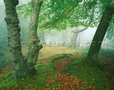 Morning mist invades the New Forest in early autumn giving a completely different feel to the scene 