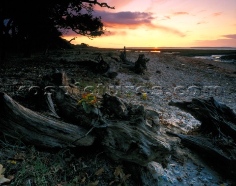 Sunrise on a Solent shore Weathered oak driftwood and a dramatic feel to the start of this day Limit